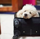 Taking a dog on holiday can be a complicated business.