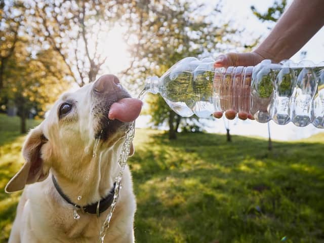 It's important to keep your dog hydrated during hot weather.