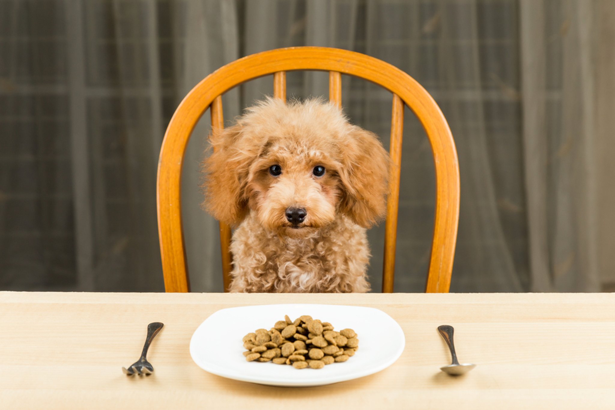 Free Dog Food Samples 2021 - More than just a customer perk: How free food samples in ... - Free dog food samples are exactly what you think they are: