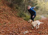 Puppy training classes: learn how to train your dog with this online programme