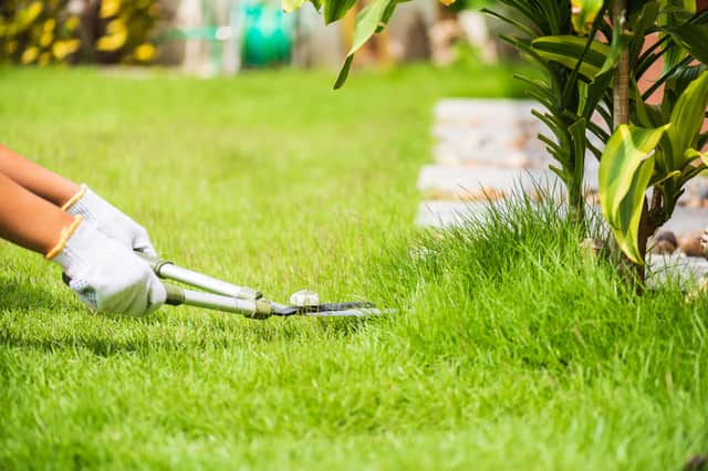 Everything you need to maintain your lawn throughout the year