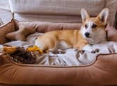 Best dog beds 2021: stylish, comfortable dog beds for kinds of dogs, and every owner’s budget