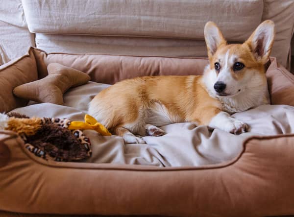 Best dog beds 2021: stylish, comfortable dog beds for kinds of dogs, and every owner’s budget