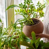What are the best planters for indoor plants? We look at models from Argos, Ikea, and Julien Macdonald