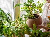 What are the best planters for indoor plants? We look at models from Argos, Ikea, and Julien Macdonald
