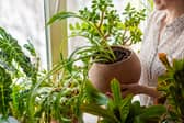 What are the best planters for indoor plants? We look at models from Argos, Ikea, and Julien Macdonald