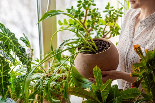 What are the best planters for indoor plants? We look at models from Argos, Ikea, and Julien Macdonald