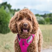 The best dog collars and harnesses