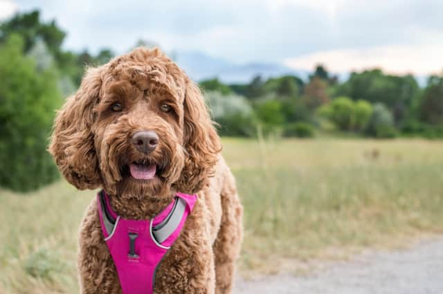 The best dog collars and harnesses