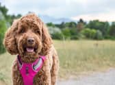 The best dog collars and harnesses