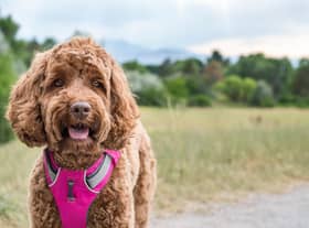 The best dog collars and harnesses