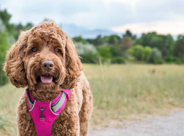 <p>The best dog collars and harnesses</p>