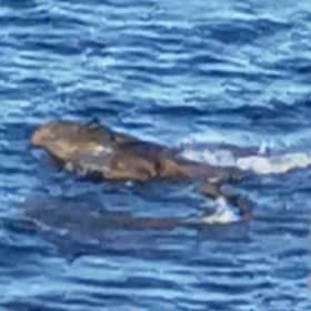 Holidaymaker Sarah Craven believes she saw two crocodiles off the coast of Yorkshire - this is a still image taken from the video shared on Facebook.