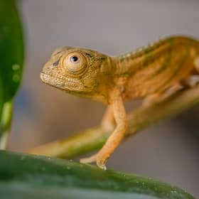 Reptile experts at Chester Zoo have become the first in the UK to breed rare Parson’s chameleons.