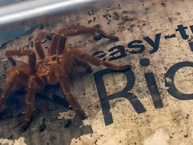 Despite being petrified of spiders, mum-of-two Sarah gave the curled up creature (pictured) a nudge and was left stunned when it began to move. She then bravely managed to scoop up the tarantula into a box and moved it into her kitchen.