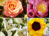 Bloom and Wild floral experts have revealed the most popular flowers to get as tattoos