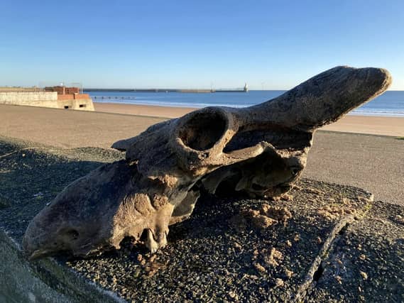 The auroch skull that Dannielle Keys found on Blyth Beach. A walker has discovered an 'almost complete' skull of an ancestor to today's domesticated cows on the town's beach