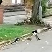 This is the moment a 'brave' brown rat took on two magpies in a Stoke-on-Trent street battle. 