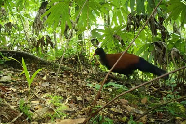 A bird thought to have disappeared from scientific study for 140 years has been rediscovered in Fergusson, Papua New Guinea