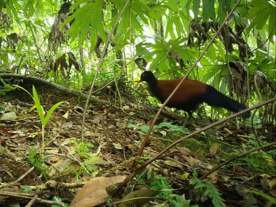 A bird thought to have disappeared from scientific study for 140 years has been rediscovered in Fergusson, Papua New Guinea