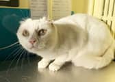 Two-year-old Gidget is in her prime despite needing parts of both ears removed after suspected cancerous scabs were found on her ear tips.