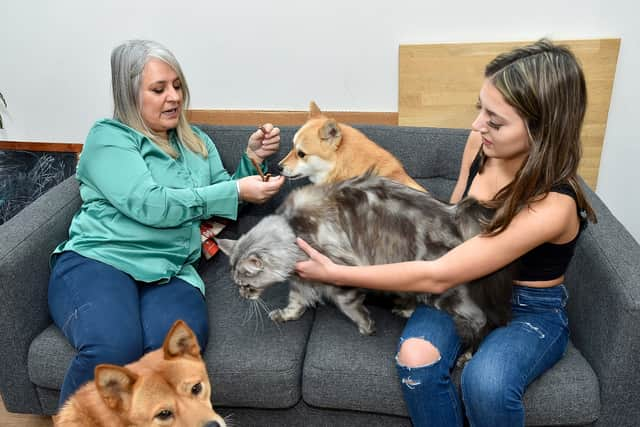 Murphy the Maine Coon cat at his Worcester home, dwarfing his other four-legged family members