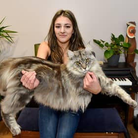 Murphy the Maine Coon keeps being mistaken for a dog or a lion