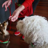 Can you feed a dog Christmas dinner? Items not to feed your pets from the Christmas dinner leftovers