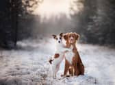 Here’s how you can keep your beloved pet pooch warm and healthy during winter. 