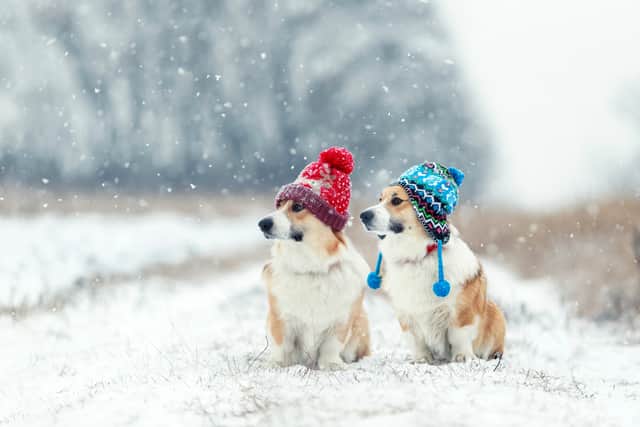 Can humans catch a cold sales from dogs