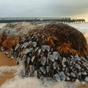 The goose barnacles washed up on a beach in Bournemouth. The sea creatures are a rare delicacy that sell for up to £80 a kilo. Photo by John Jennings on Instagram @horizonjphotography