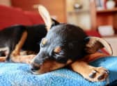 Dogs are the most commonly stolen pets, followed by birds and cats.