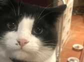 Credit: Animal Rescue UK