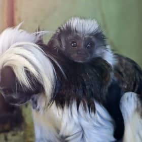 Nigel the young cotton-top tamarin monkey on mother Florencia’s back at  Drusillas Zoo Park in Alfriston, East Sussex (Credit: Drusillas Zoo Park/SWNS)