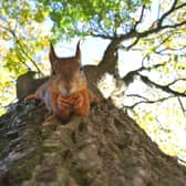 Red Squirrel Appreciation Day 2023: Do they still exist in the UK and where can I see them? 