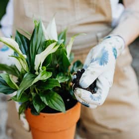 Retailing at around £40, the Peace Lily is a little pricey but may prove a worthy investment for many during the cost of living crisis. 