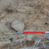 A human skull has been found during a beach clean on the Cornish coast. Photo: Cornwall Council.