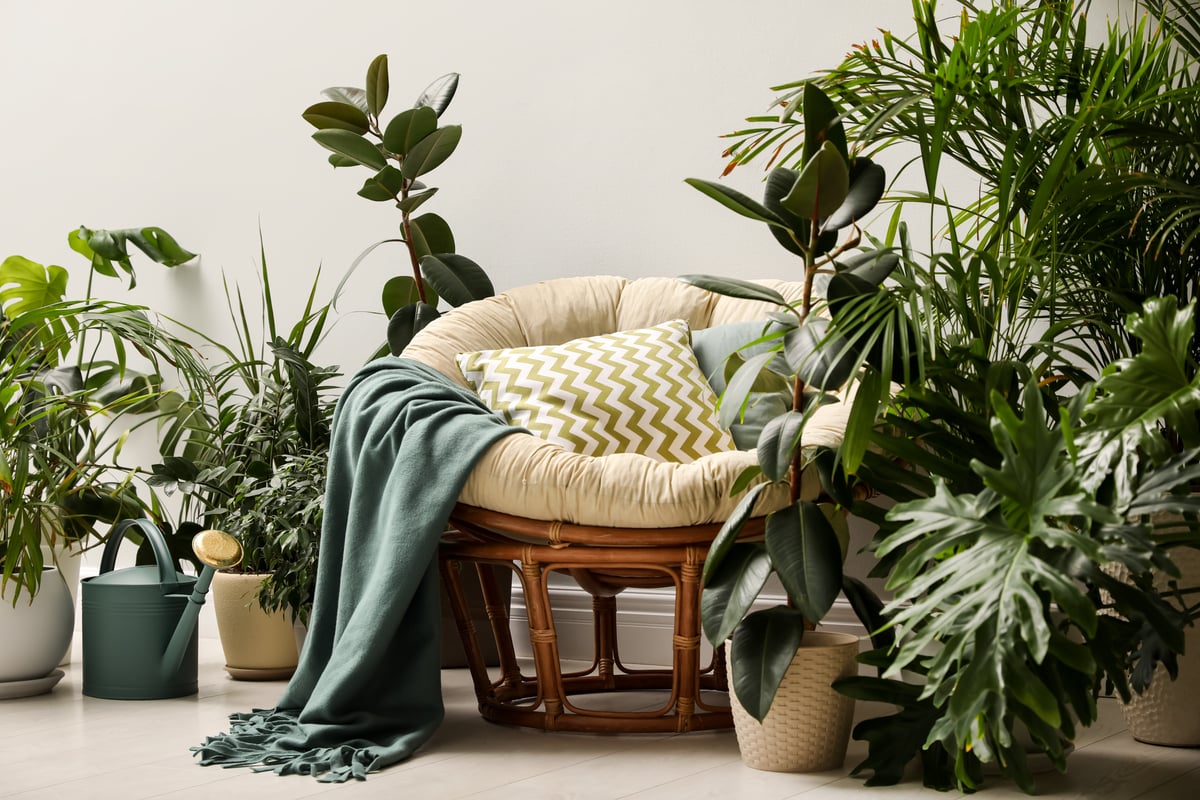 Six common household products that can save your indoor plants this winter