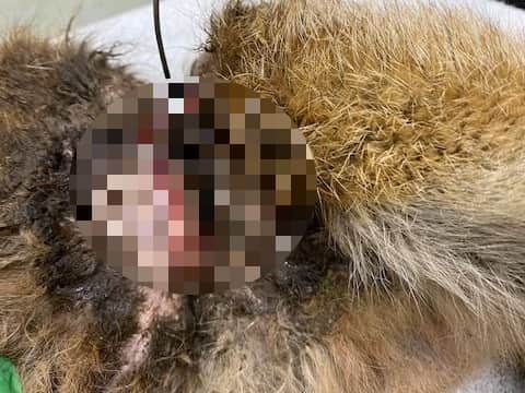 A young male fox was killed in York after it was caught in an illegal snare that severely injured its body.