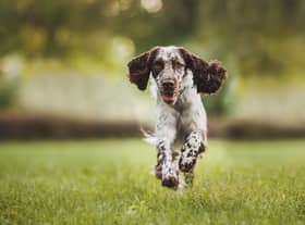 An English Springer Spaniel