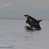 Why have orcas been attacking human boats? Image: PA