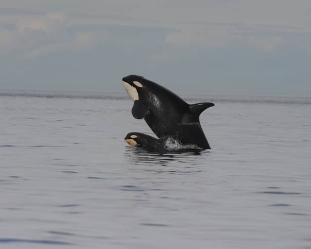 Why have orcas been attacking human boats? Image: PA