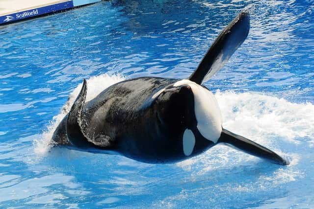 Orca “Tilikum” lived at SeaWorld, Orlando. He was involved in the deaths of three people and died in 2017. Image: Getty
