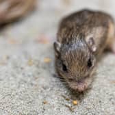 Guinness World Record has named Patrick Stewart as the oldest living mouse in the world.  Picture by San Diego Zoo Wildlife Alliance 