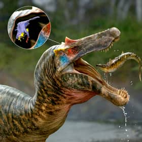 The brains of spinosaurs, the biggest meat-eater to ever exist on our planet, have been unveiled by a group of UK and US scientists.