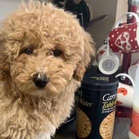 Dog Reckless Ralph jumps in taxi & takes 100-mile ride to Manchester Airport after becoming lost from owner