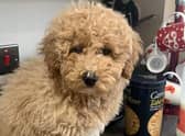 Dog Reckless Ralph jumps in taxi & takes 100-mile ride to Manchester Airport after becoming lost from owner
