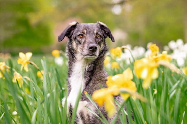 Here’s 10 spring blooms that could be toxic to your pets