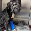 ‘Coco’ was found abandoned in an emaciated condition in Hull in January