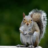 The grey squirrel 